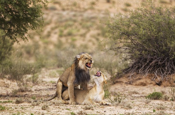 Black-maned lions