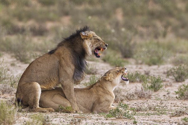 Black-maned lions