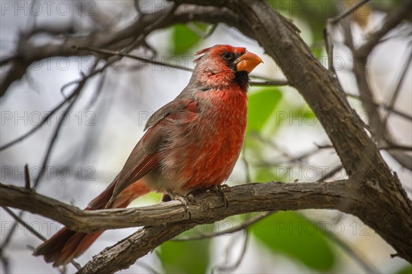 Northern cardinal