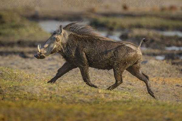 Warthog