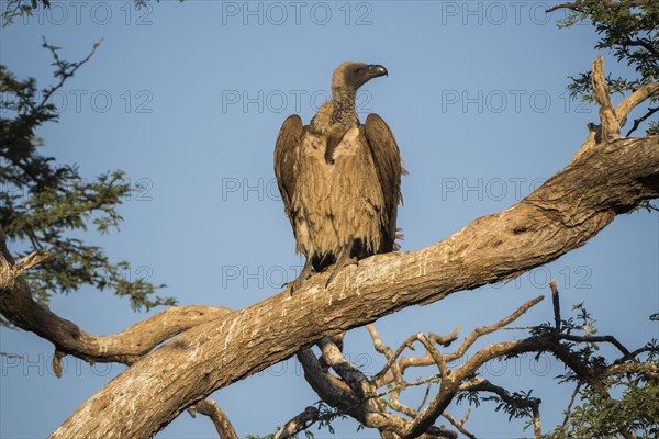 Cape griffon