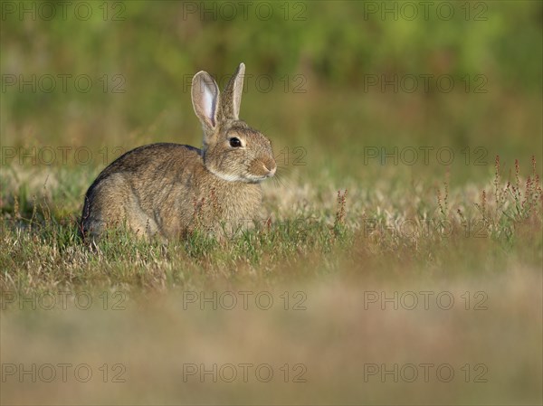 European rabbit