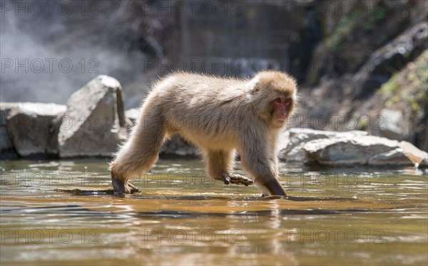 Japanese macaque