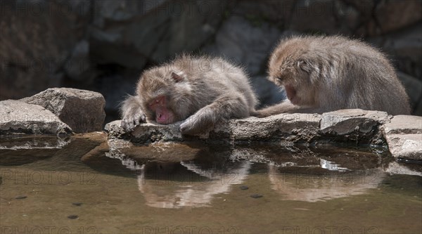 Two Japanese macaque