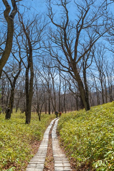 Hiking trail through bamboo