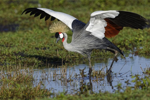 Gray crowned-crane