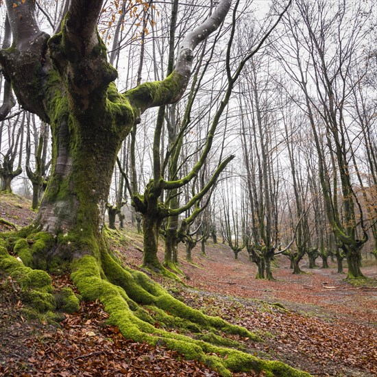 Gorbea Natural Park