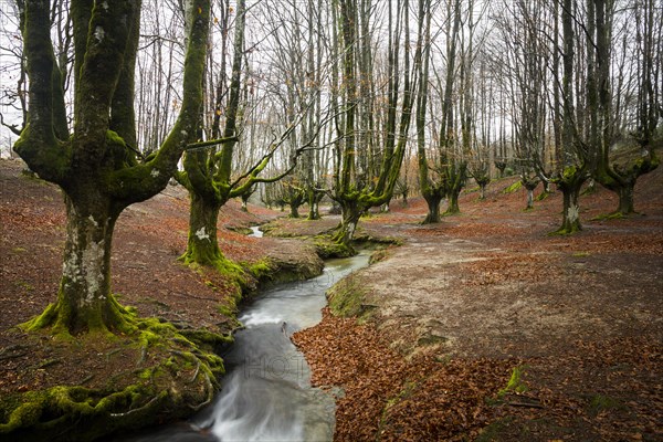 Gorbea Natural Park