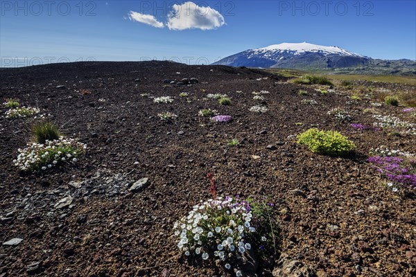 Flowering plants in barren volcanic landscape