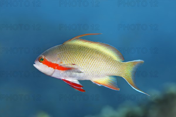 Threadfin anthias