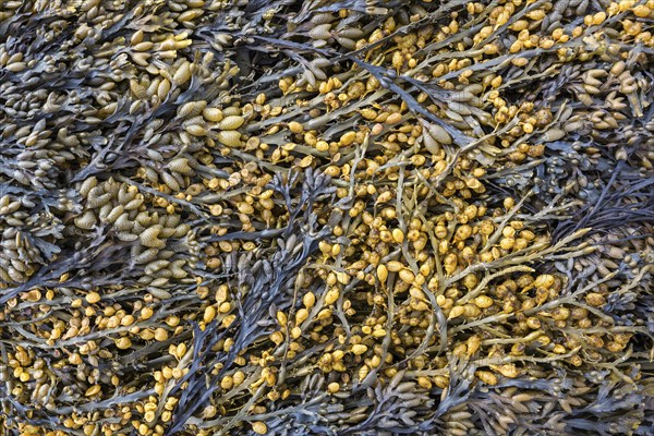 Bladder wrack