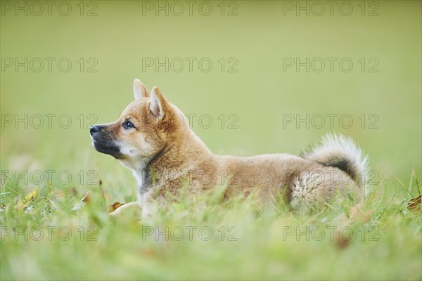 Shiba