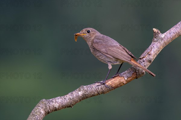 House redstart