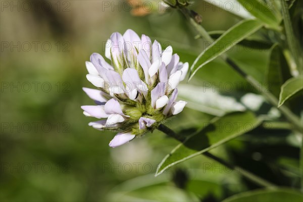 Flower of Arabian pea