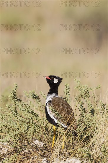 Northern Black Korhaan