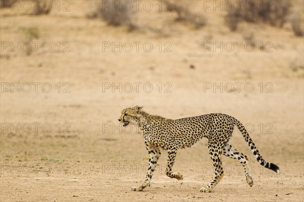 Cheetah