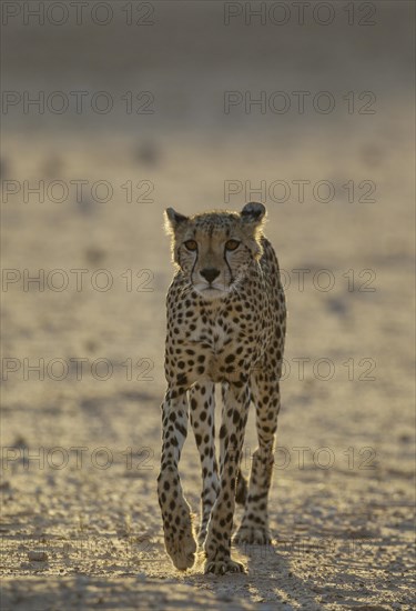 Cheetah