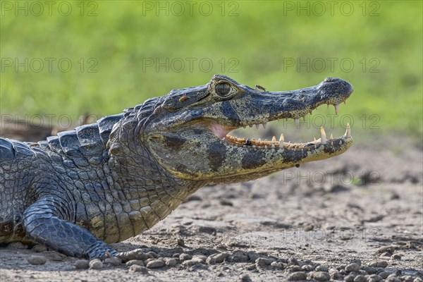 Spectacled caiman