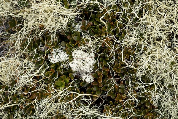 Detailed view of the autumnal soil of a mountain landscape