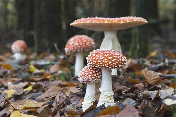 Fly Agaric mushrooms