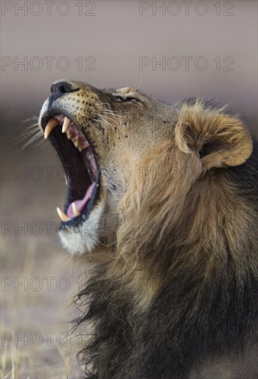 Black-maned lion