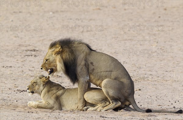 Black-maned lions