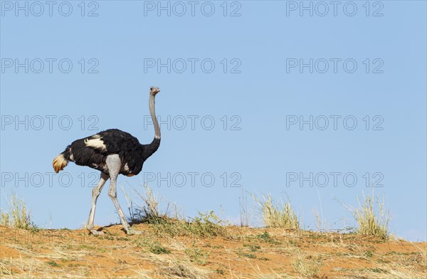 Ostrich