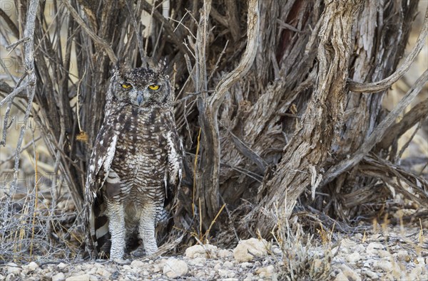 Spotted Eagle Owl