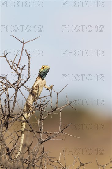 Ground Agama