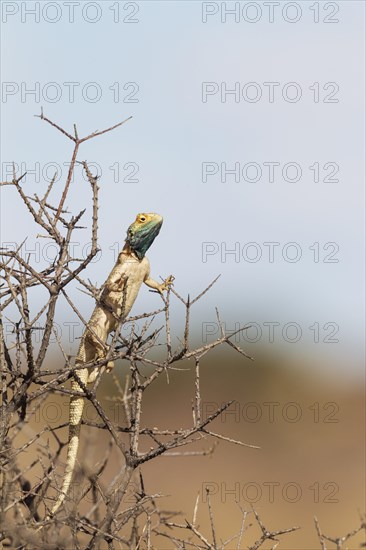 Ground Agama