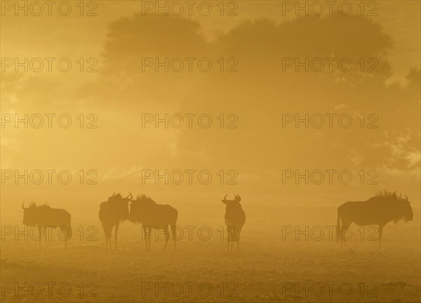 Blue Wildebeests