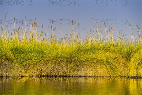 Reed grass in the water