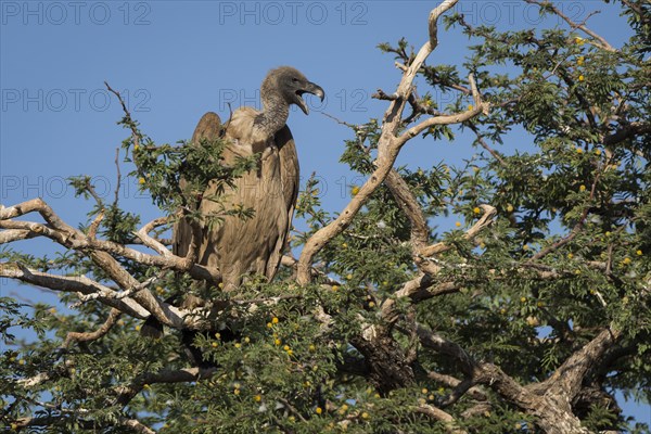 Cape griffon