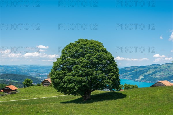 Landscape with solitary tree and Lake Thun