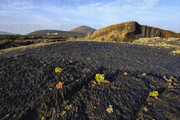 Lava rocks with thick leaf plant