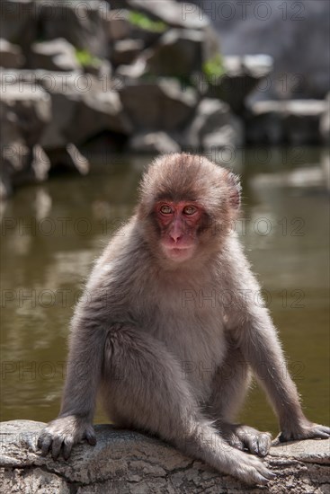 Japanese macaque