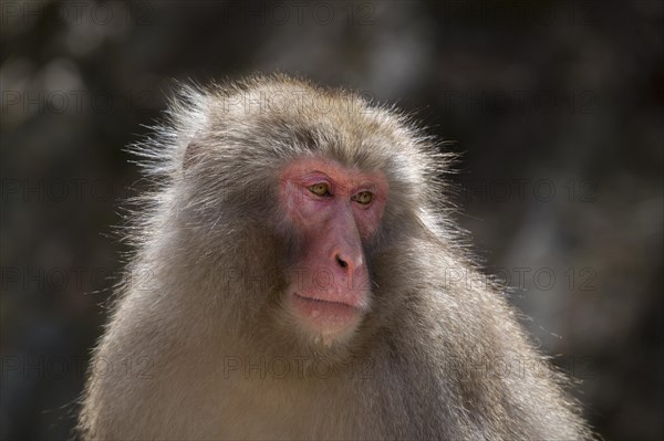 Japanese macaque