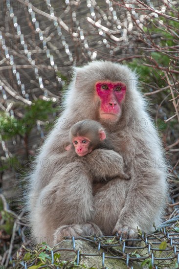 Japanese macaque
