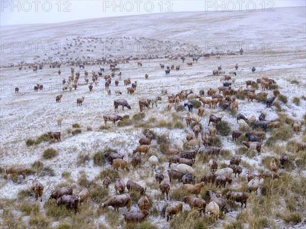 Goat herd in snowstorm