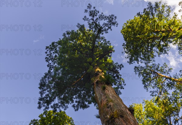 Cryptomeria japonica