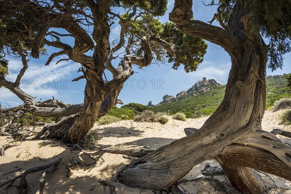 Ancient Phoenicean Junipers