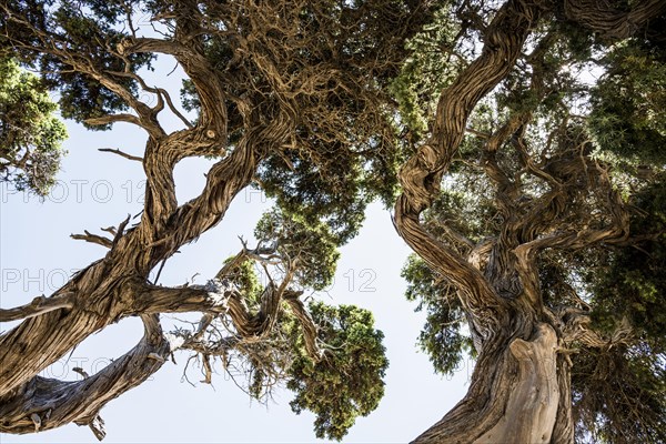 Ancient Phoenicean Junipers