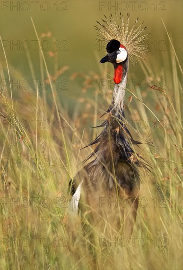 Gray crowned-cranes