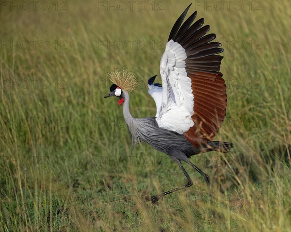 Gray crowned-cranes