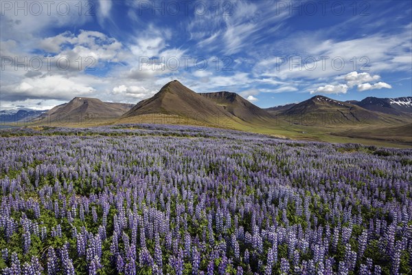 Blue flowering Nootka lupins