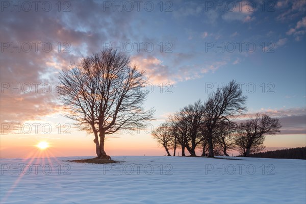 Bald beeches in the snow at sunset