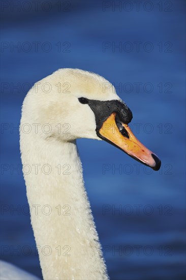 Mute swan