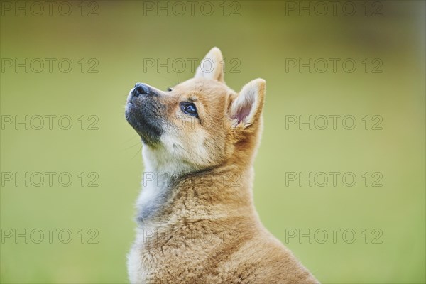 Shiba