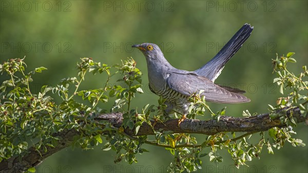 Common cuckoo