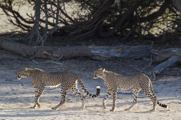 Cheetahs